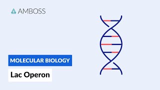 Prokaryotic Gene Regulation Lac Operon [upl. by Aisatnaf]