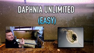 How I Raise Daphnia Water Fleas And You Can Too [upl. by Calendra]