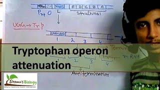 Tryptophan operon attenuation [upl. by Atcele]