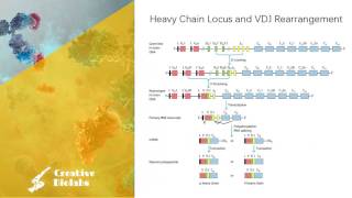 Antibody Diversity  Gene Rearrangement [upl. by Alleuqram117]