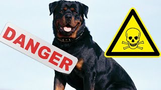 Top 5 Des Chiens Les Plus Dangereux Du Monde [upl. by Laven550]