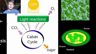 Photosynthesis and Respiration [upl. by Tsugua]