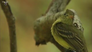 A Cordilleran Flycatcher on the lookout for insects [upl. by Ahtel]