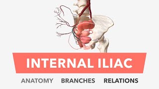 Internal Iliac Artery  Anatomy Branches amp Relations [upl. by Burnham991]