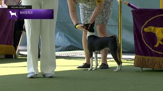 Basenjis  Breed Judging 2023 [upl. by Desdamona780]