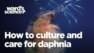 Caring and Culturing for Daphnia [upl. by Mina]