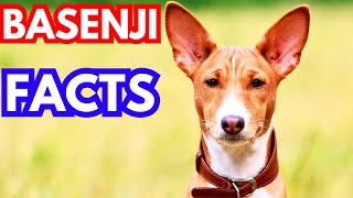 Basenji  Top 10 Facts [upl. by Aicenev]