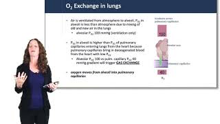 Respiratory System Gas Exchange [upl. by Gregson86]