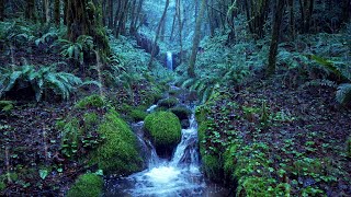 Relaxing Rain Noise  Forest Stream 🌧️ Water Sounds for Sleeping [upl. by Nary]