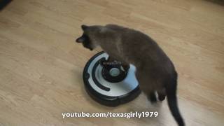 Cat shows HOW TO use iRobot Roomba Vacuum [upl. by Yhtir]