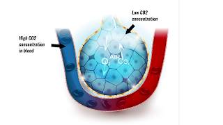 Gaseous exchange in lungs [upl. by Ellinej]