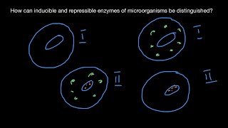 Definition of inducible and repressible enzymes [upl. by Marcelle]