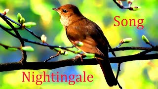 Nightingale SongLuscinia [upl. by Solahcin]