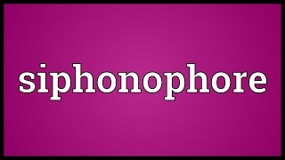 Siphonophore Meaning [upl. by Paola]