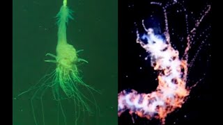 5 Extremely Bizarre Siphonophores Found in the Deep Ocean [upl. by Haissi]