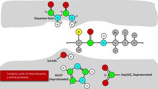 Serine Protease Mechanism [upl. by Adnahsal]