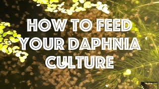 How To Feed Your Daphnia Culture [upl. by Nuawad966]