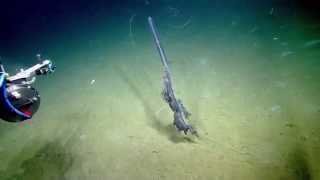 Stunning Siphonophore  Nautilus Live [upl. by Amando]