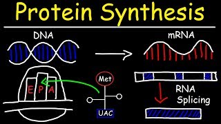 Transcription and Translation  Protein Synthesis From DNA  Biology [upl. by Hulbert191]