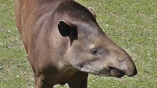 Brazilian Tapir [upl. by Anrim697]