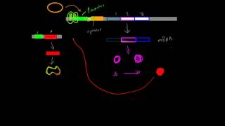 Positive InducibleRepressible Operons [upl. by Ayatahs]