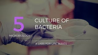 Culture of Bacteria [upl. by Spatola]