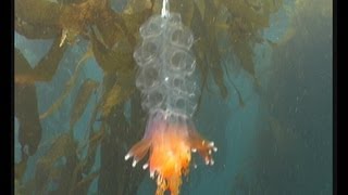 Siphonophores colonial jellyfish [upl. by Dinnage]