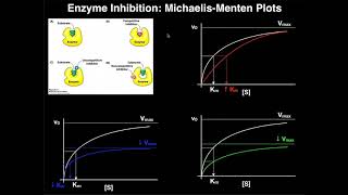 Enzyme Inhibitors  Mechanisms MichaelisMenten Plots amp Effects [upl. by Eekorehc272]