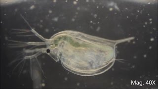 Daphnia magna under the Microscope [upl. by Naitsihc865]