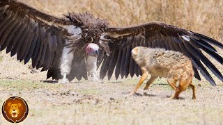 Les 10 Oiseaux les Plus Dangereux au Monde [upl. by Eizdnil]