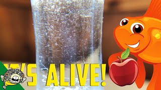 How to culture Vinegar Eels The EASY Way Live Fish Food [upl. by Phillada965]