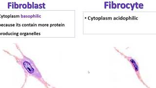 Fibroblast Vs fibrocyte [upl. by Lenzi]