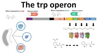 trp operon [upl. by Ayeka]