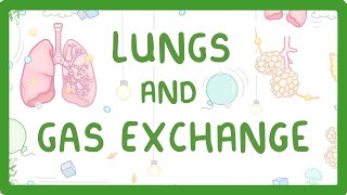 GCSE Biology  Gas Exchange and Lungs 26 [upl. by Llirret916]