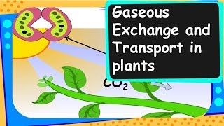 Biology  Gaseous exchange in plants  Life Processes – Part 10 – English [upl. by Hanyaz]