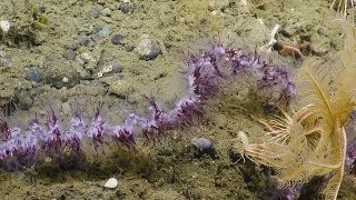 Spectacular Siphonophore Strands  Nautilus Live [upl. by Torosian]