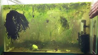 Scuds Daphnia Cherry Shrimp Copepods My aquatic food culture [upl. by Shaylah427]