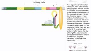 Trp operon Attenuation Animation [upl. by Shanon]