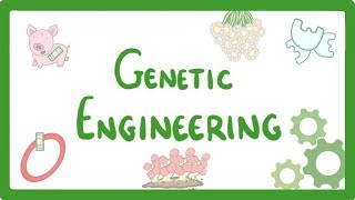 GCSE Biology  Genetic Engineering 82 [upl. by Thurston]