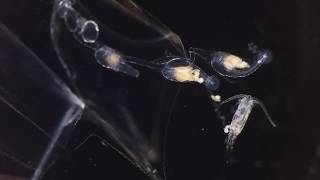 Siphonophore eating copepod [upl. by Merat415]