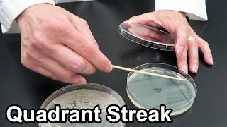 Quadrant Streaking Bacteria  Techniques Demonstration [upl. by Leelaj]