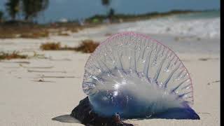 Facts The Portuguese Man of War [upl. by Adnohsar]