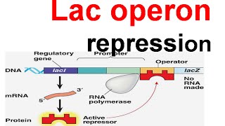 Lac operon repression  lac repressor [upl. by Barayon]