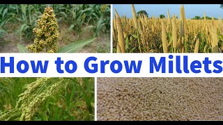 How To Grow Millets [upl. by Sanburn]