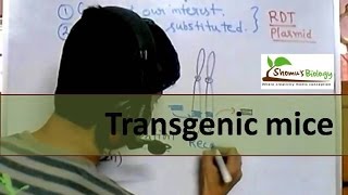 Transgenic mice [upl. by Curnin109]