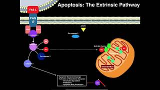 Apoptosis  The Extrinsic Pathway [upl. by Inirt51]