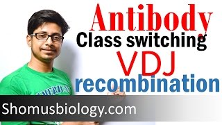 VDJ recombination  antibody class switching [upl. by Soo]