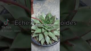 Echeveria agavoides  Echeveria shaviana [upl. by Noillid737]