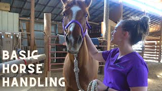 Basic Horse Handling for the Veterinary Technician [upl. by Falda]