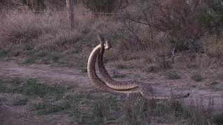 Western Diamondback Rattlesnake combat [upl. by Dicky221]